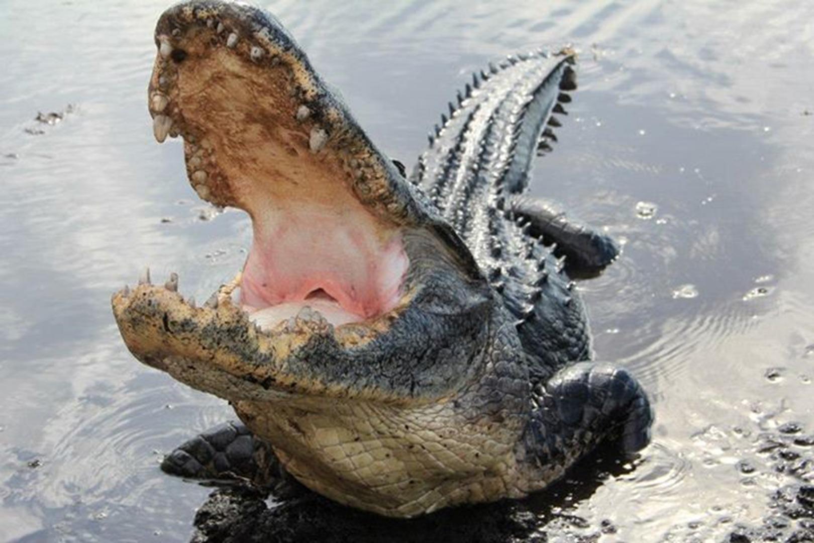 Buffalo Tiger's Airboat Tours Everglades Miami10Best